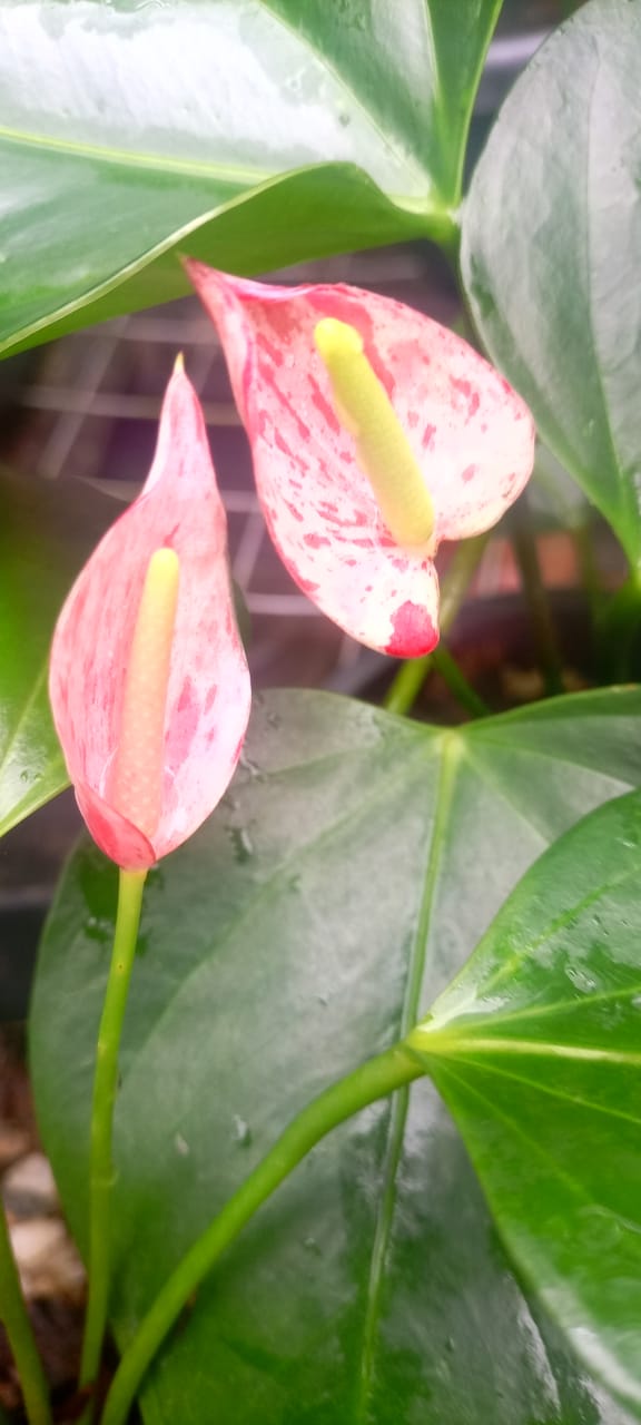 Rk Anthurium