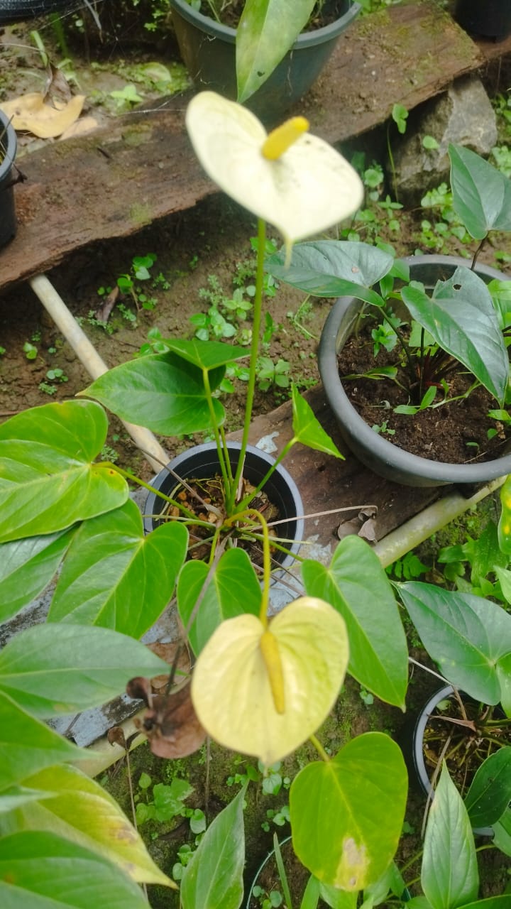 සිතුම් මල්