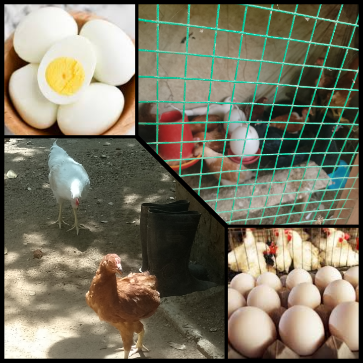 සිංහ ෆාම් හවුස්