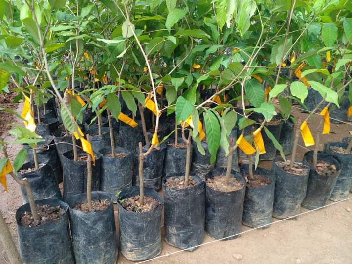 හරිත භූමි පැළ තවාන