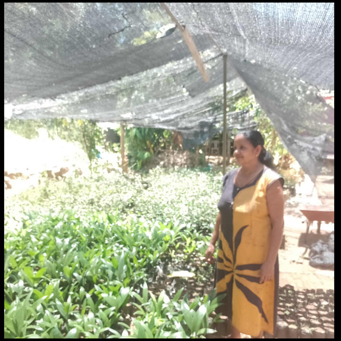 පැල තවාන්