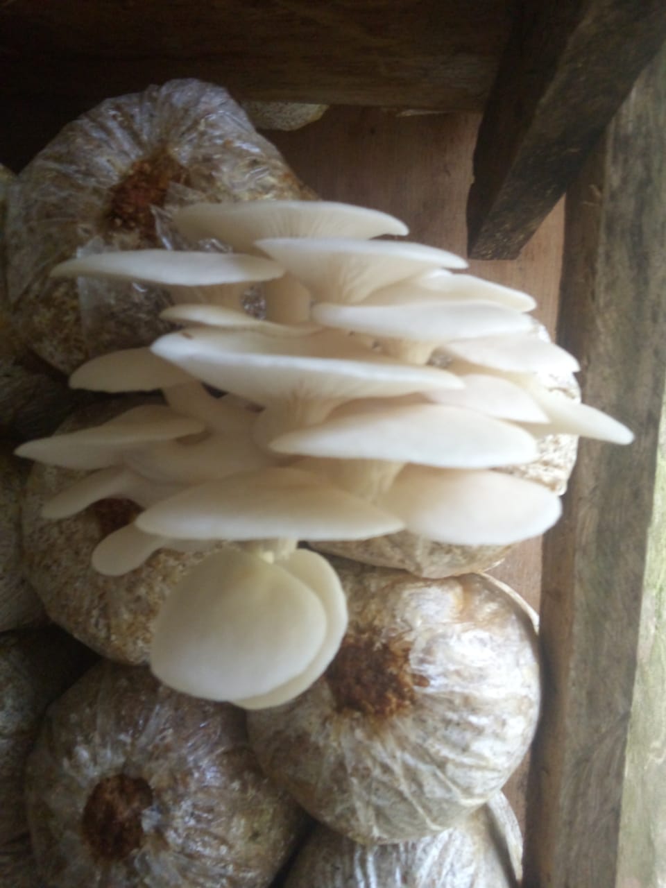 නව මධාරා නිෂ්පාදන