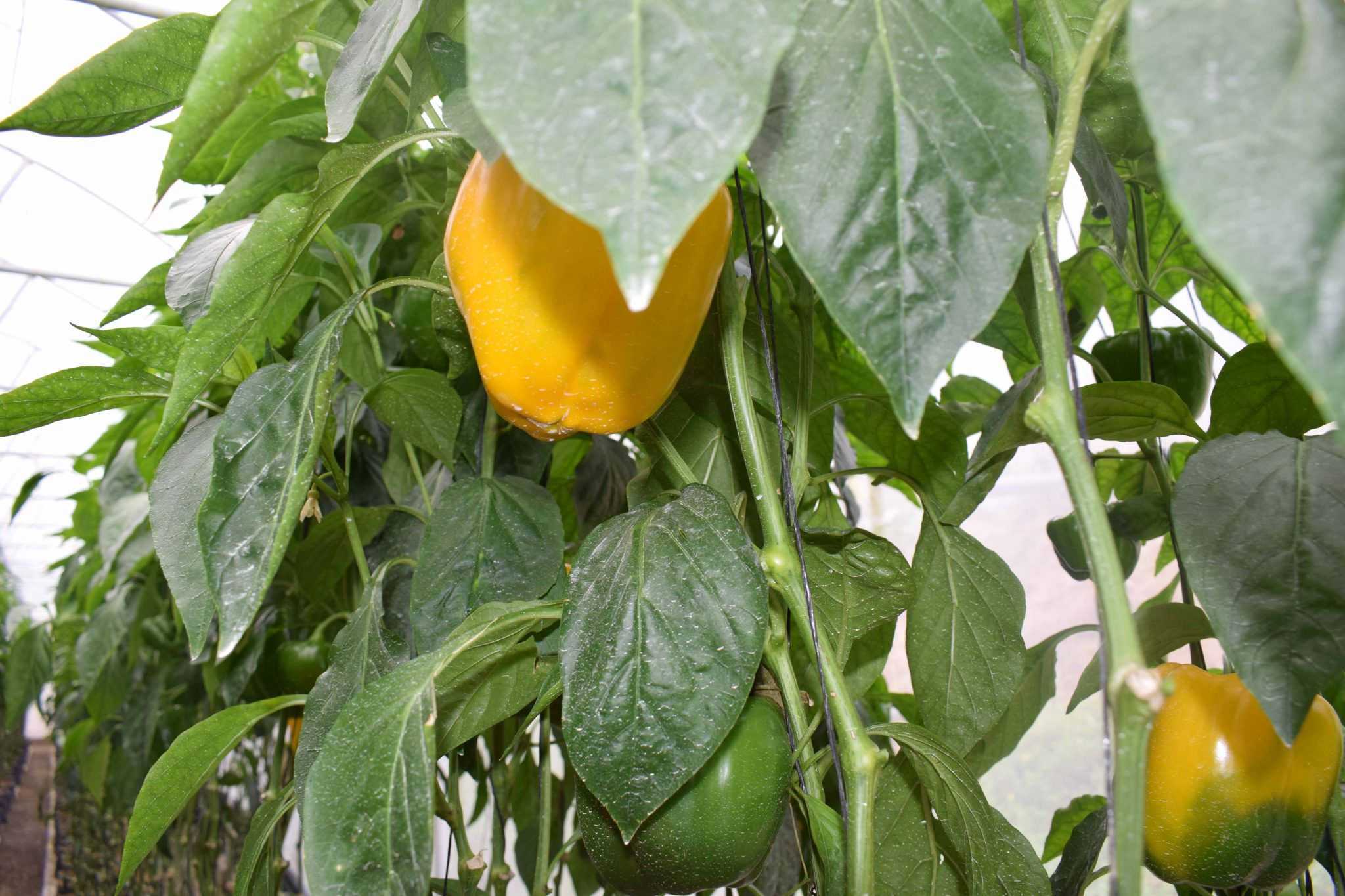Nishshanka Vegetables