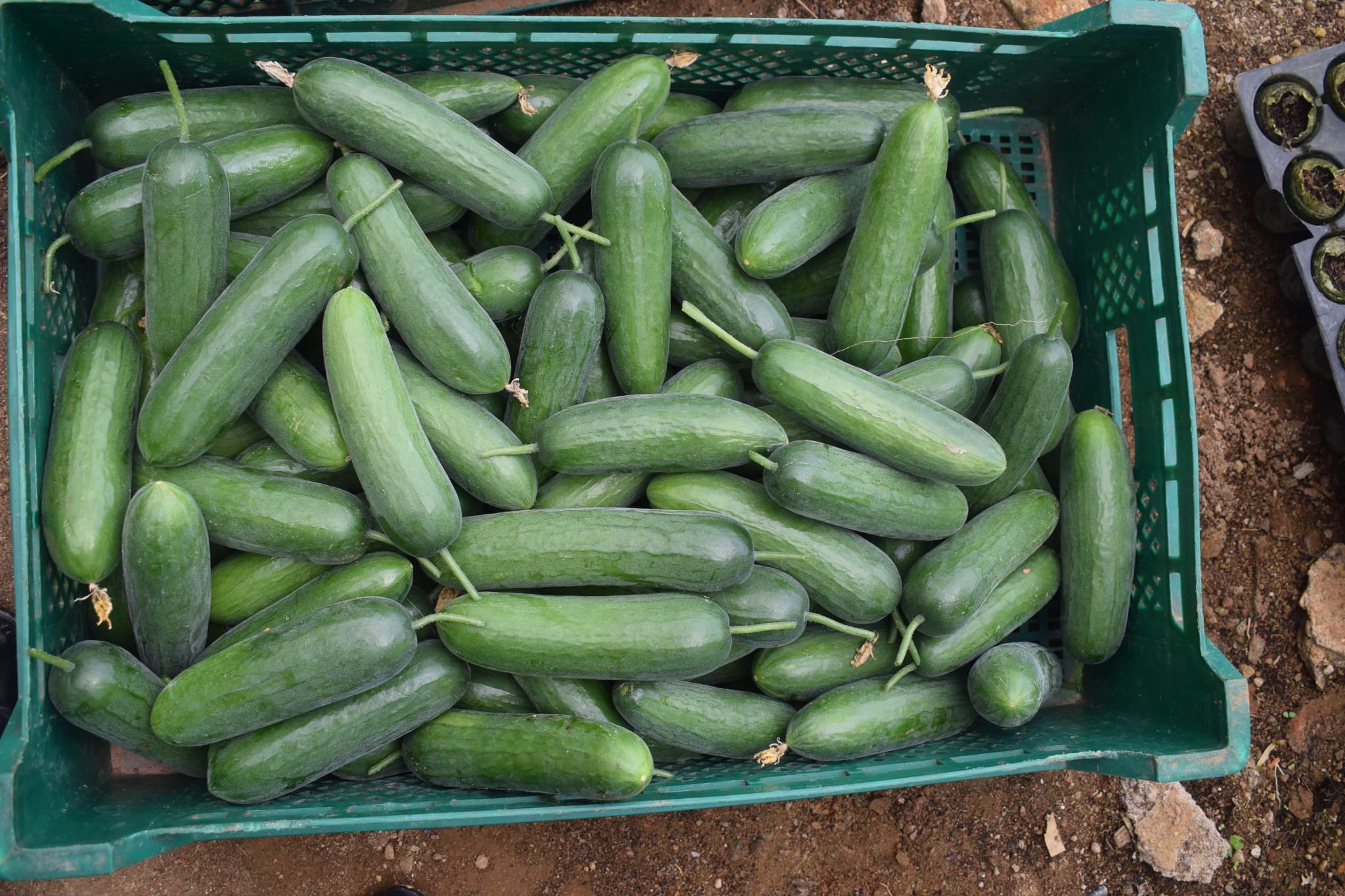 සමනල ෆාම්