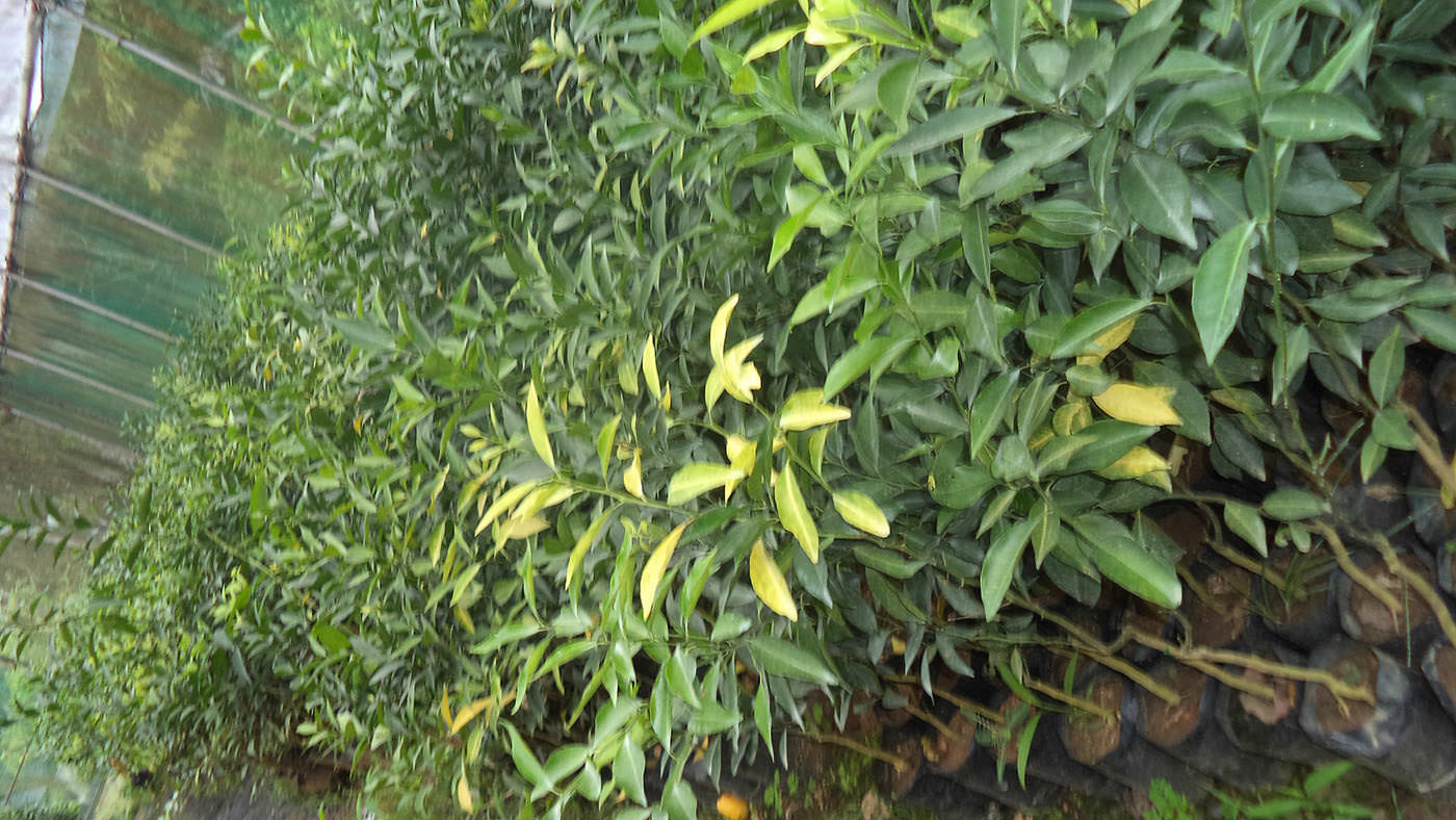 Nadee Chathura Nursery