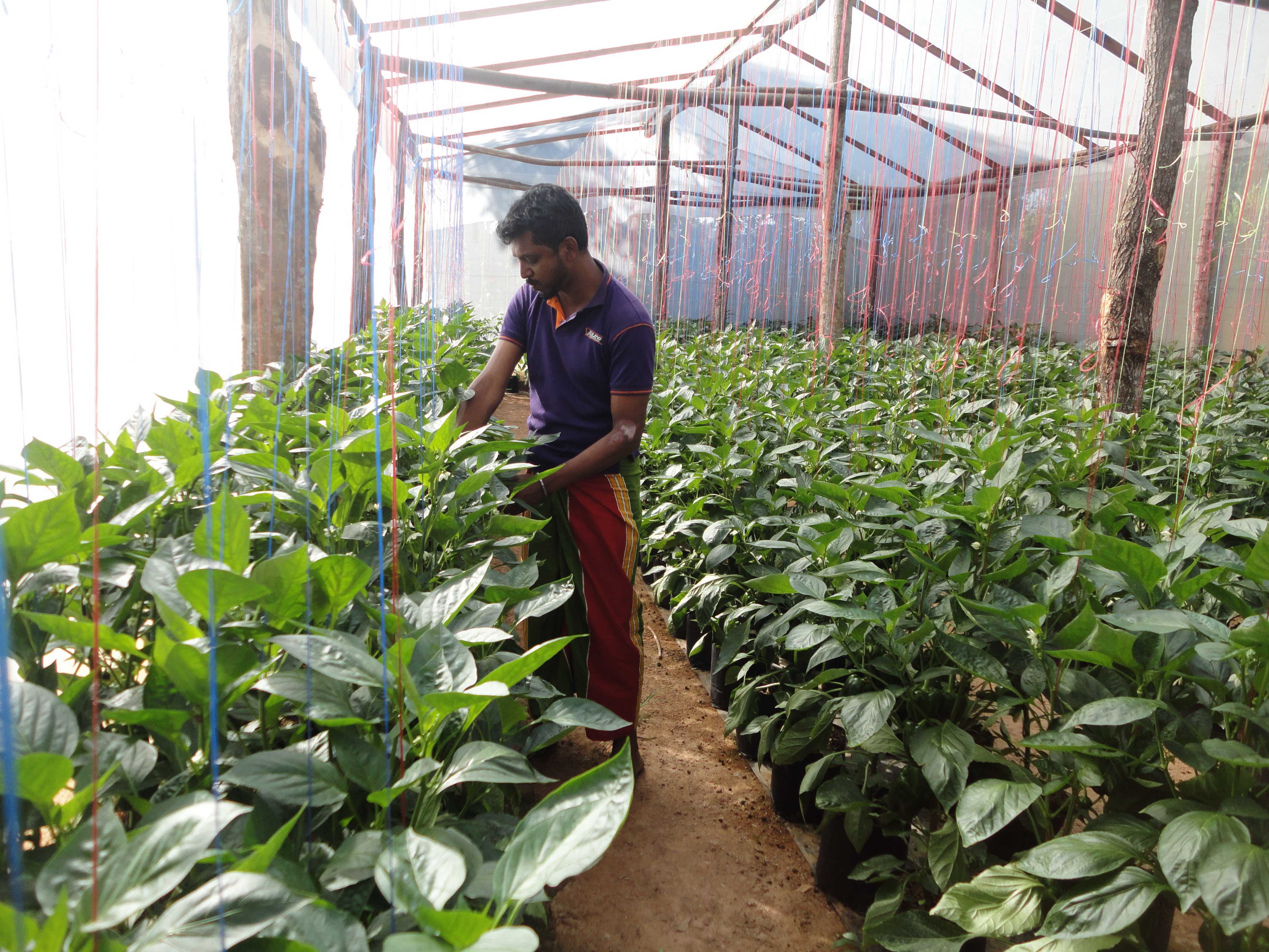 මංජුල හරිතාගාර නිෂ්පාදන