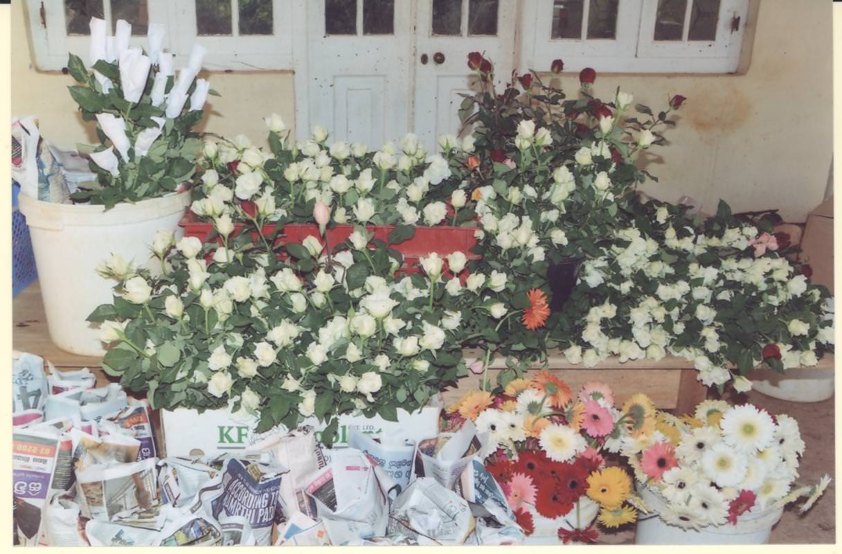 MALSHA ROSES