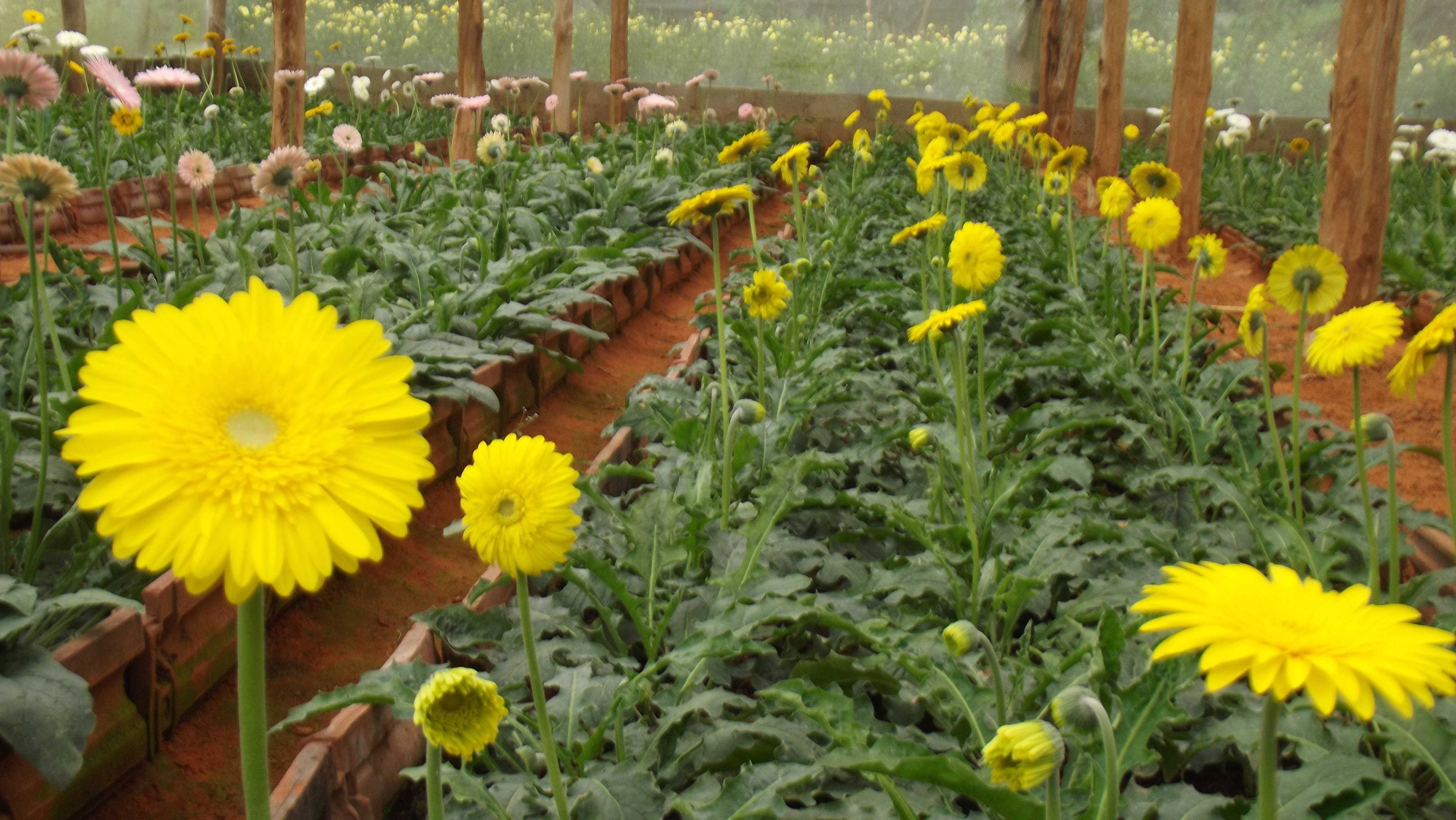 Sampath flora