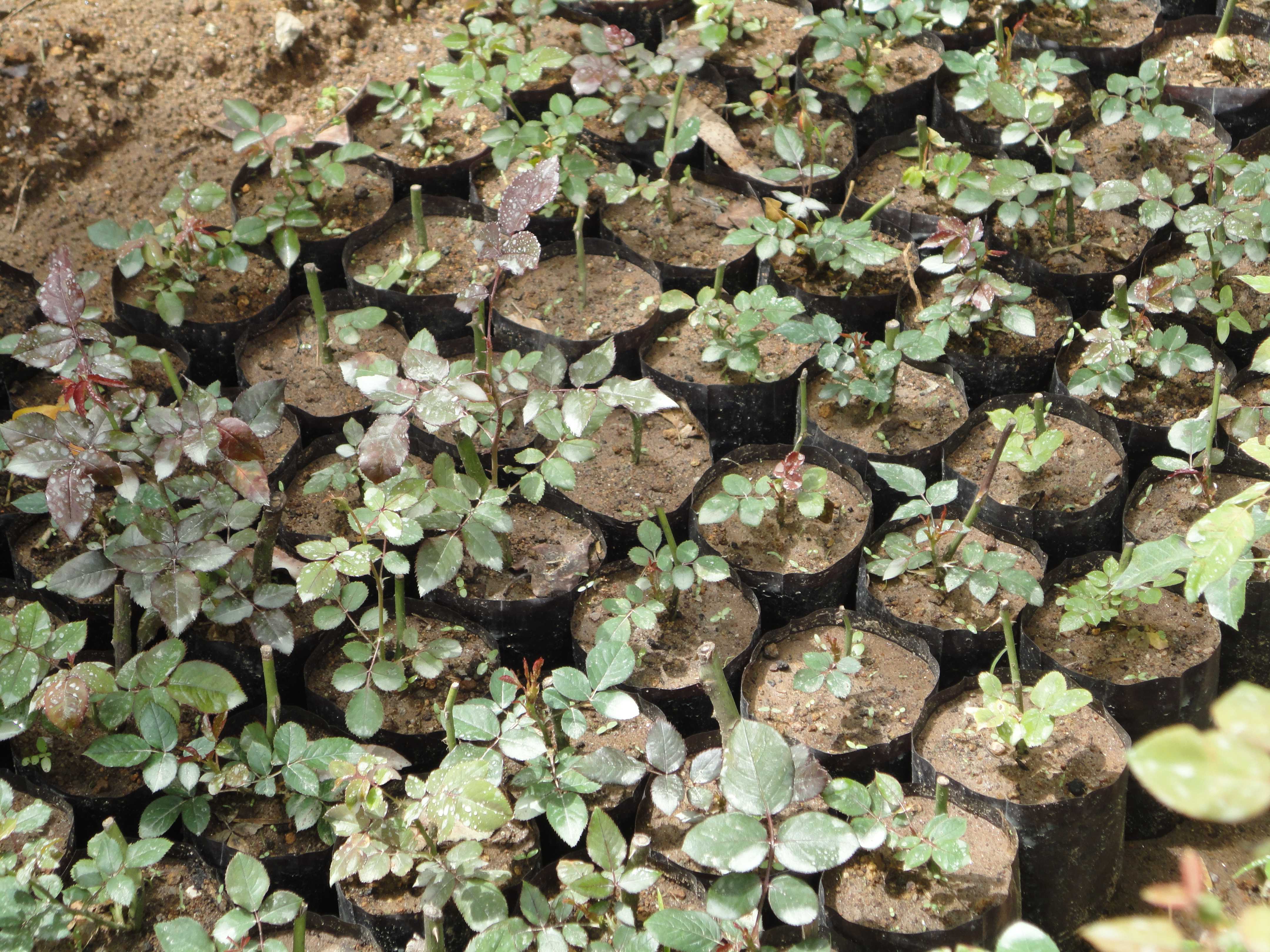ජයනාත් මල් පැල තවාන