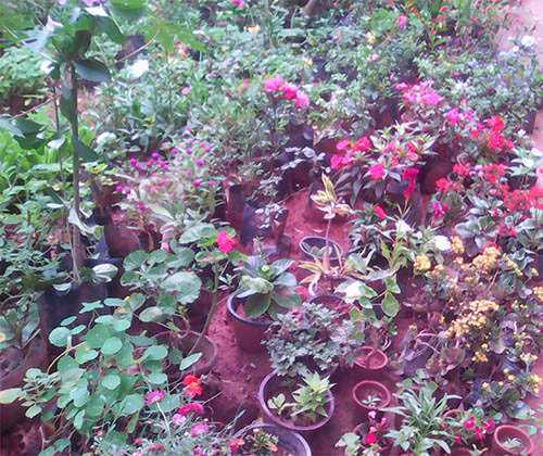 Isuru Nursery