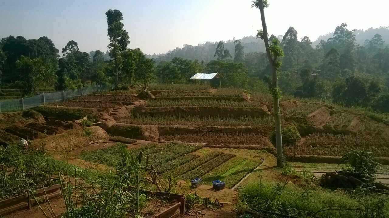 Dasuni palants