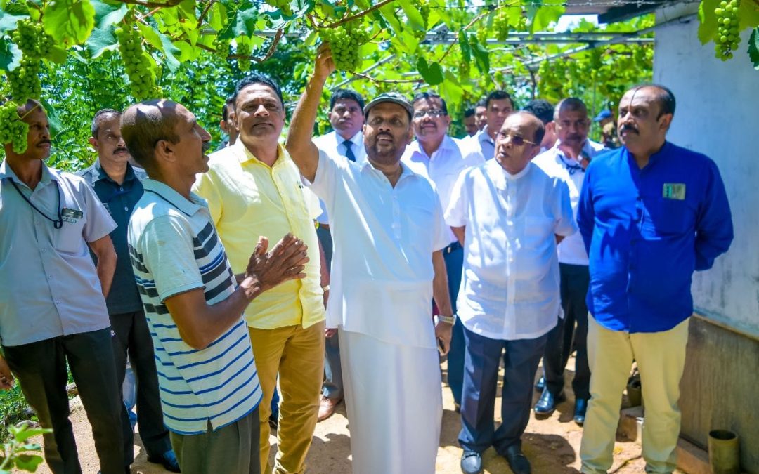 ගරු කෘෂිකර්ම අමාත්‍ය මහින්ද අමරවීර මහතා සපුගොල්ල ප්‍රදේශයේ පිහිටි දේශීය මිදි වගා ව්‍යාපෘතියේ නිරීක්ෂණ චාරිකාව